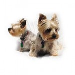 Two small Terriers